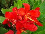 Цветок канна сорта Чери Ред
